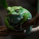 cannakittie