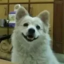 skrubdixie