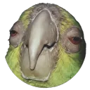 gloriouschicken