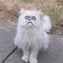 _monkmode_