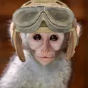 sstefanoo avatar
