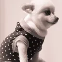 nipslip