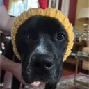 doggernot
