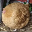 nuannaarpoq