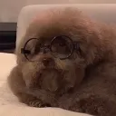 doggoeswoof