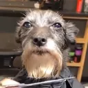 spachy
