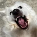 jayfeesh