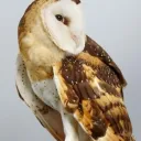 ammyowlet