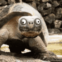 Rick O'Shea (Corrupt for SOS???)