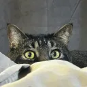 dman8167