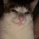 toodrippytoscuffle