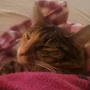 .pinkybel