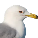 likka_64