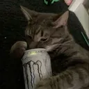 kingocats