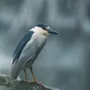 gooberfuhk