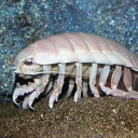 toropon