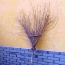 avatar Risq