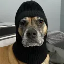 .zym