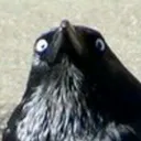 rlshiftydoggit