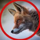 .renard.