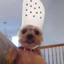 runanus