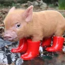 piginboots1