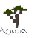 acacia__