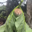 ottosmalls