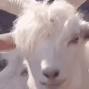 ohmygauche