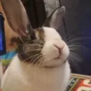 ohmoi