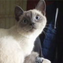 avatar JohnnyOtkatilo