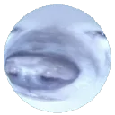 xrcapsule