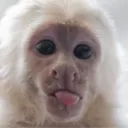 jauster