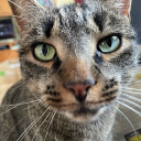 Ally-Semmelschn&ouml;sel