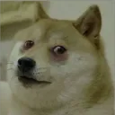 alluring_hamster_05428