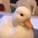 ducker_9350
