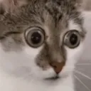 elizameowz