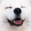 avatar 𝐎𝐑𝐁𝐁𝐈𝐗 彡🐺