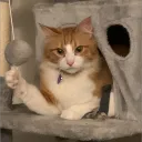 taronado