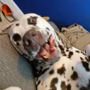 deafpuma