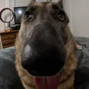 hamdoggie avatar