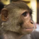 munky5965