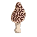 _mushroom_dev