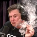 muskrat_