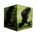 bodus