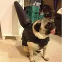 gluteplugg