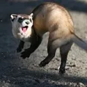 shreknipples