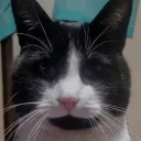 levipoep