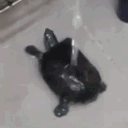 potppaniniphd