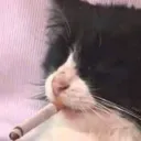 hammysolo